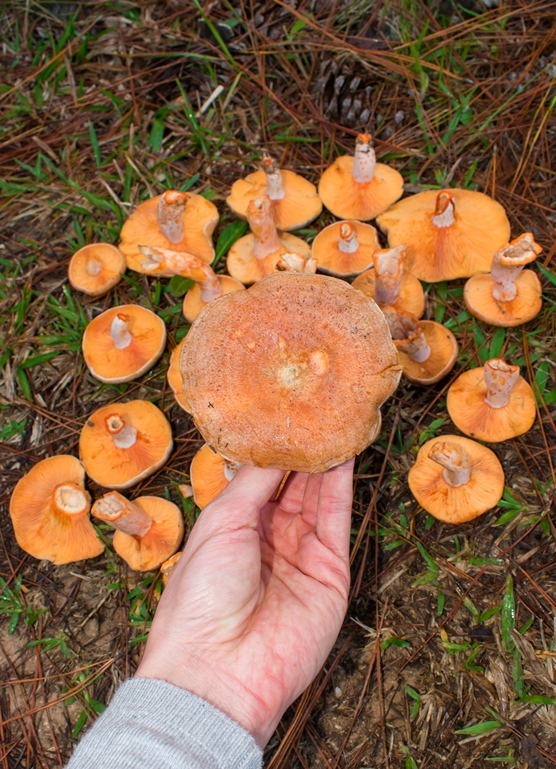 Lactarius quieticolor