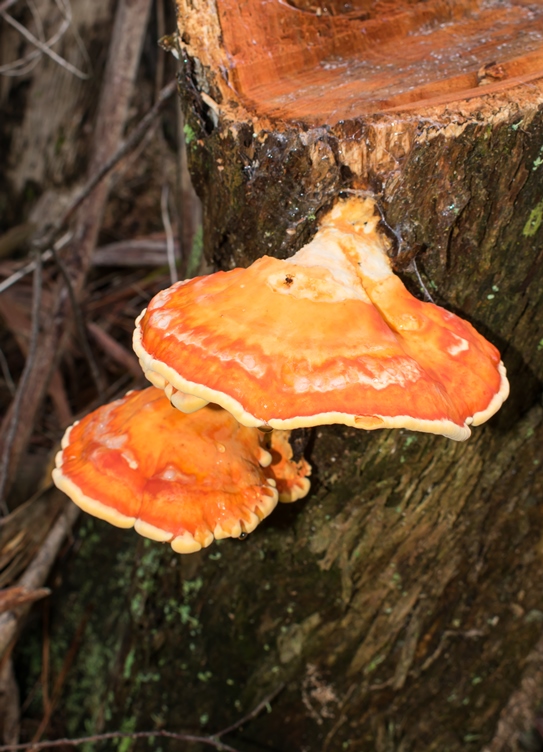 Laetiporus gilbertsonii