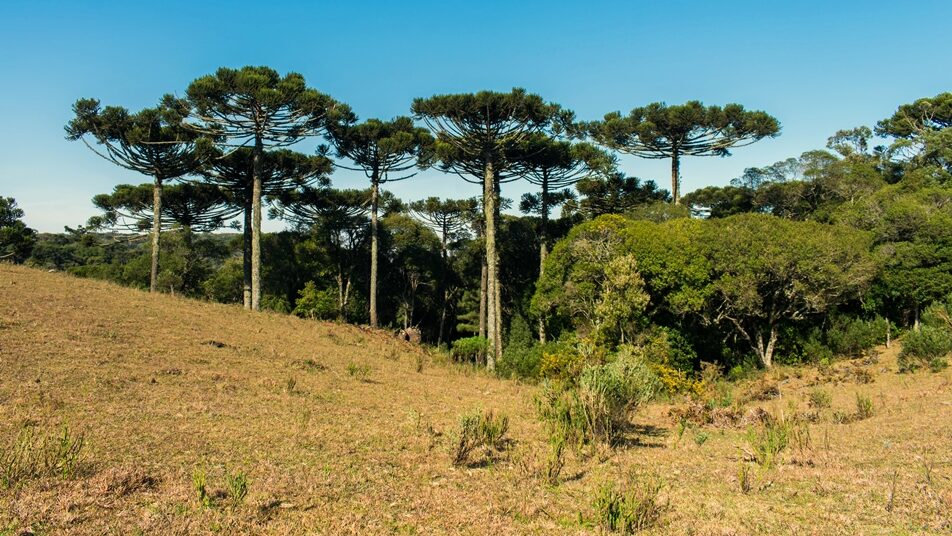 Mata de Araucárias
