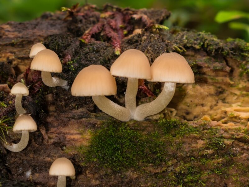 Cogumelos – Se você prestar atenção, eles estão por todos os lados