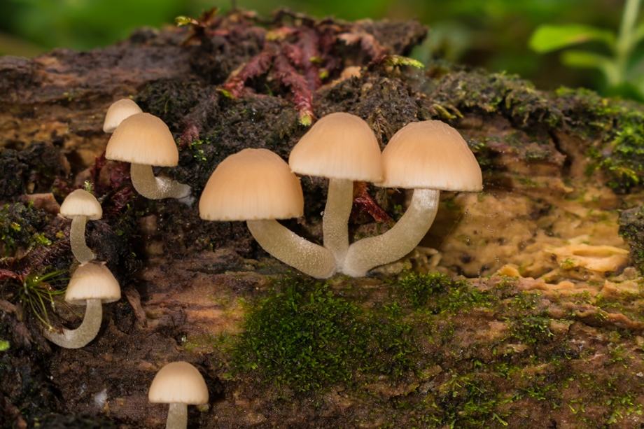 Cogumelos – Se você prestar atenção, eles estão por todos os lados