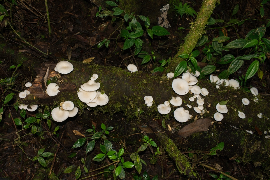 Pleurotus albidus