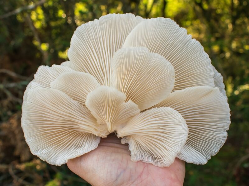 Produtores de Cogumelos no Rio Grande do Sul