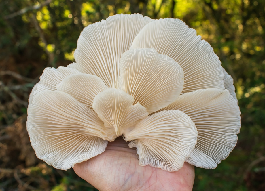 Produtores de Cogumelos no Rio Grande do Sul