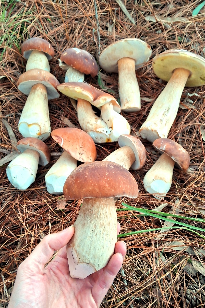 Porcini - coleta 2025