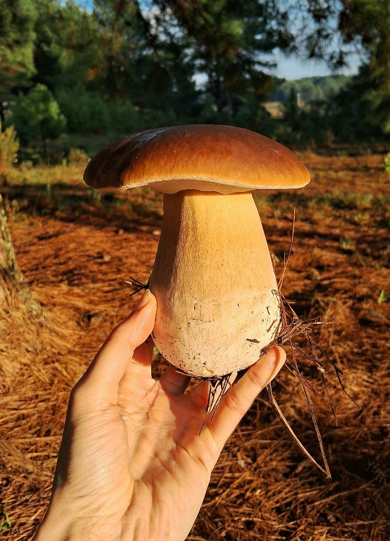 Porcini - coleta 2025