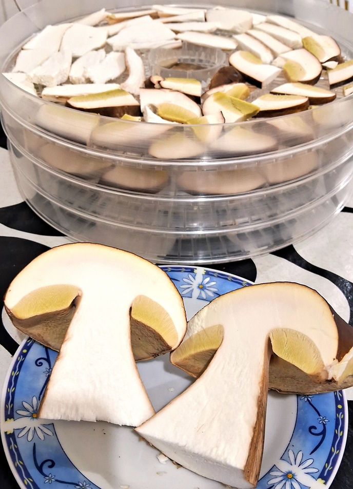 Desidratando Porcini