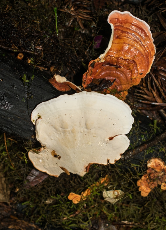 Rigidoporus
