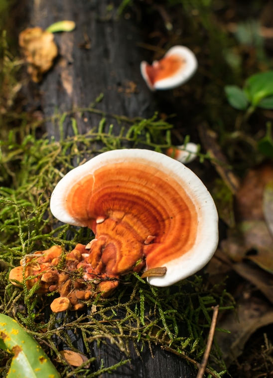 Rigidoporus