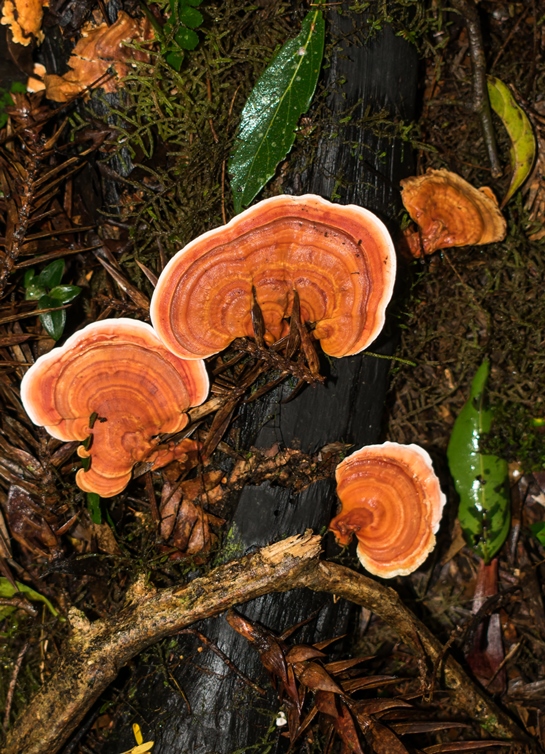Rigidoporus