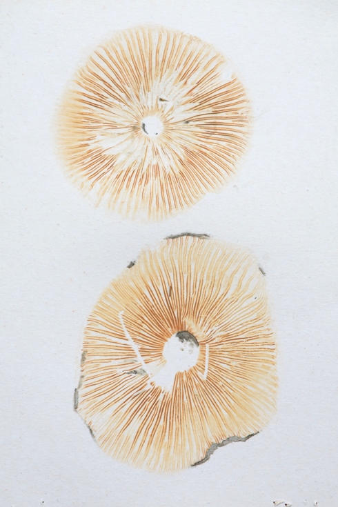 Rhodocollybia turpis - esporada