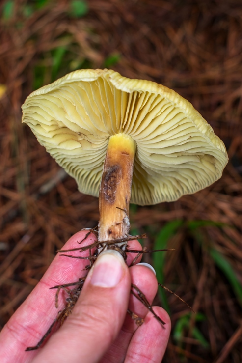 Rhodocollybia turpis