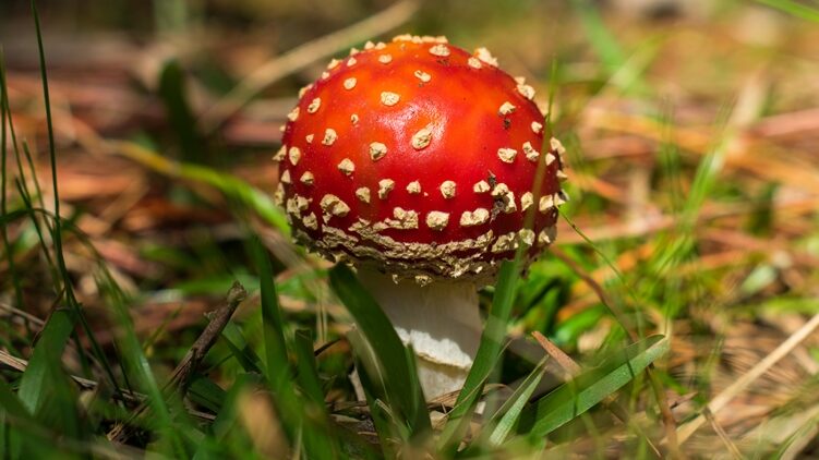 Amanita muscaria na Serra Gaúcha
