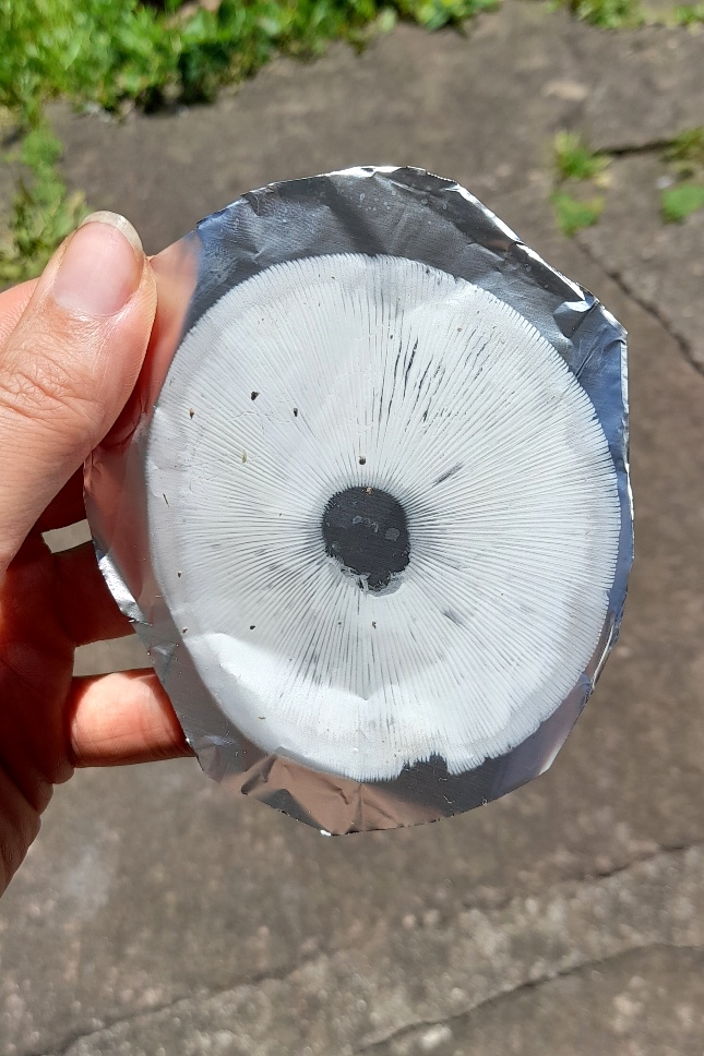 Esporada branca de Amanita rubescens