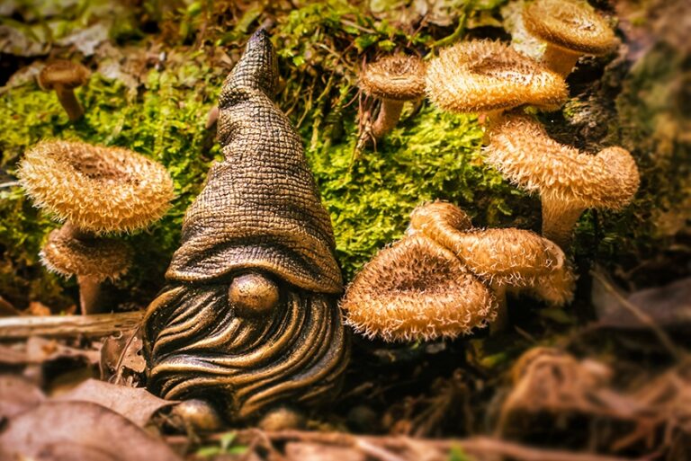 E-book Funga da Serra | Tudo sobre o livro