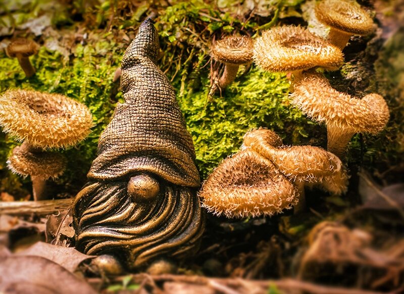 E-book Funga da Serra | Tudo sobre o livro