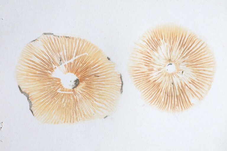 Como fazer uma esporada de cogumelos?