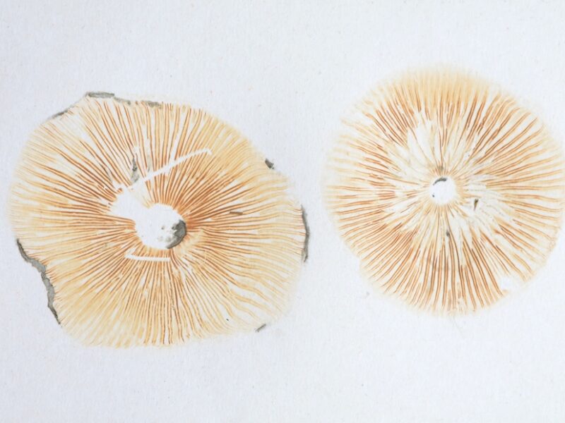 Como fazer uma esporada de cogumelos?