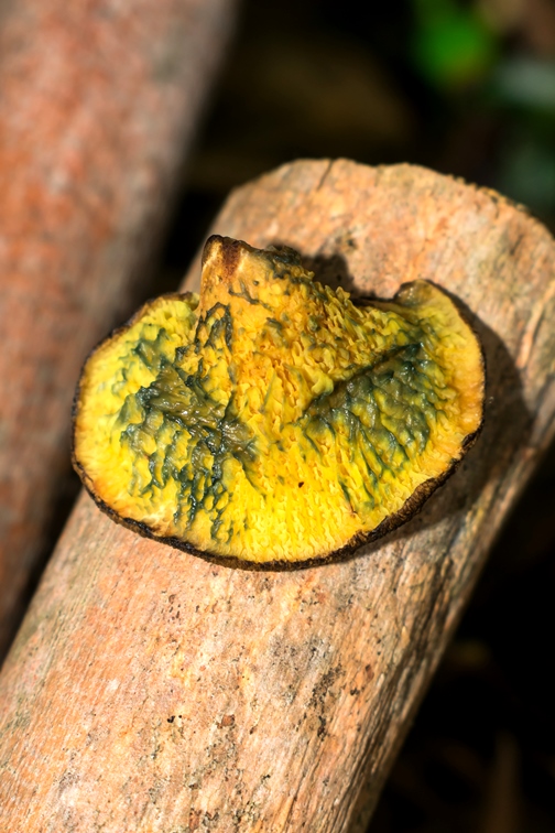 Cogumelo Russula sardonia no Brasil Boletinellus exiguus