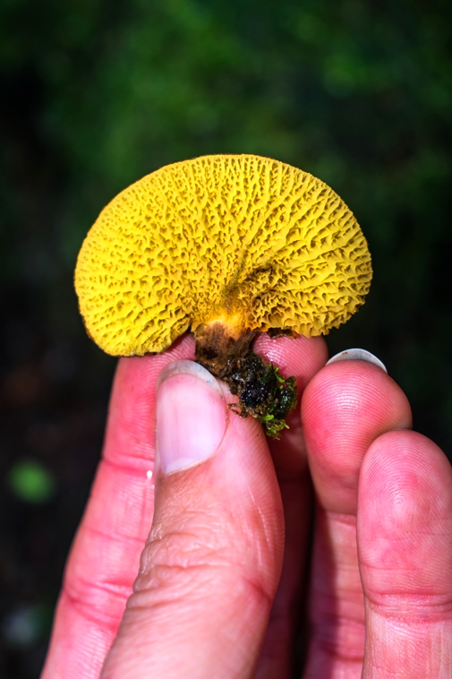 Cogumelo Russula sardonia no Brasil Boletinellus exiguus