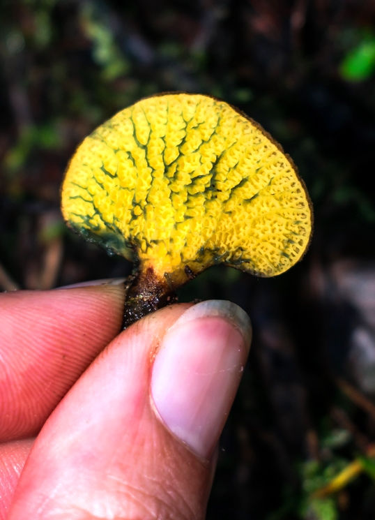 Cogumelo Russula sardonia no Brasil Boletinellus exiguus