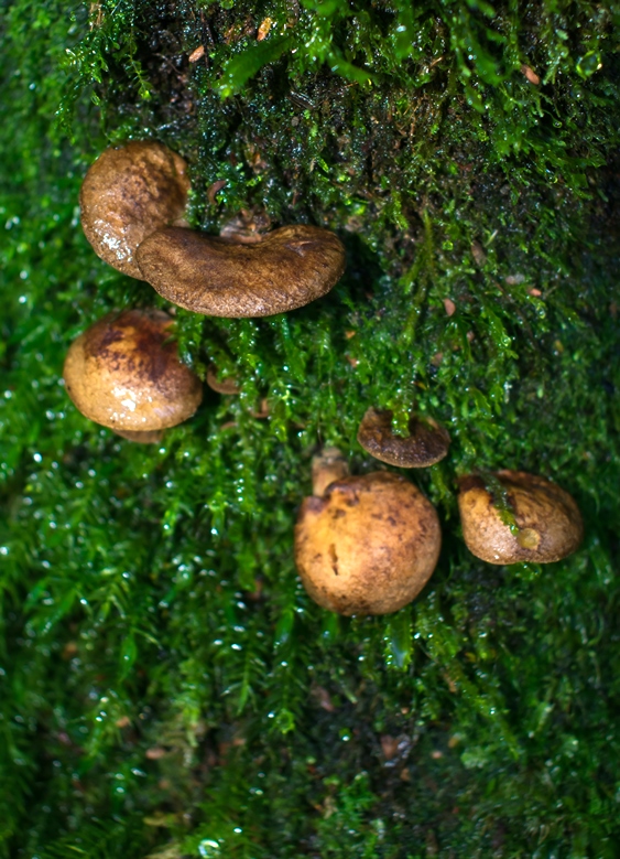 Cogumelo Russula sardonia no Brasil Boletinellus exiguus