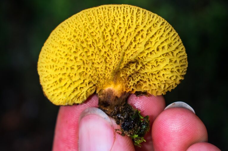 Boletinellus exiguus | Cogumelo com grandes poros amarelos