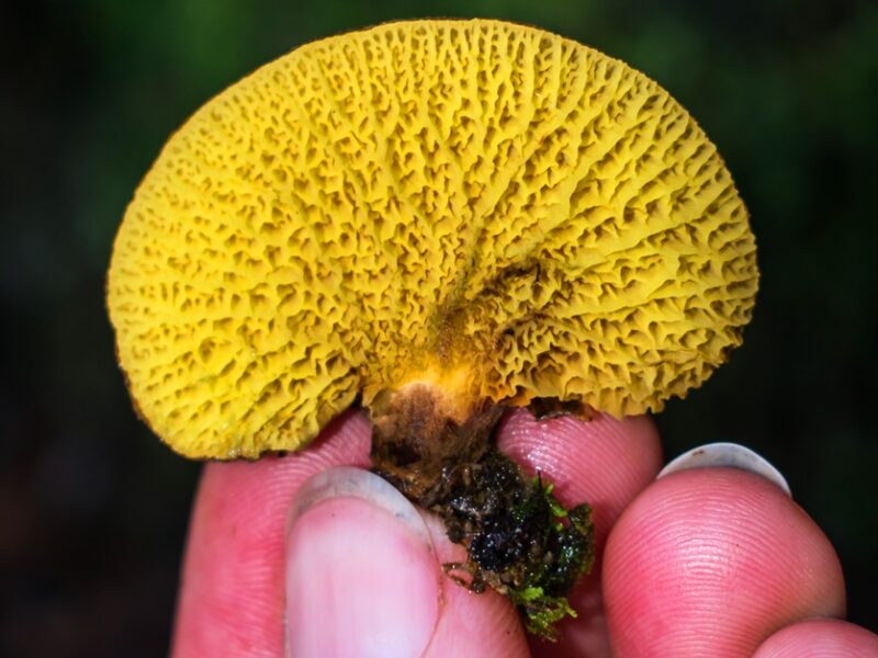 Boletinellus exiguus | Cogumelo com grandes poros amarelos