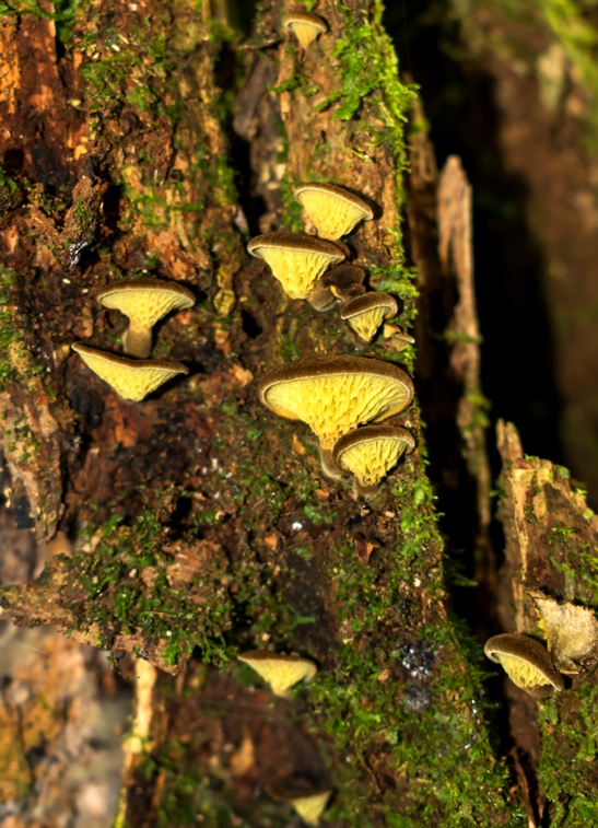 Cogumelo Russula sardonia no Brasil Boletinellus exiguus