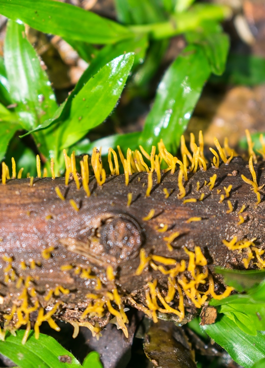 Calocera cornea
