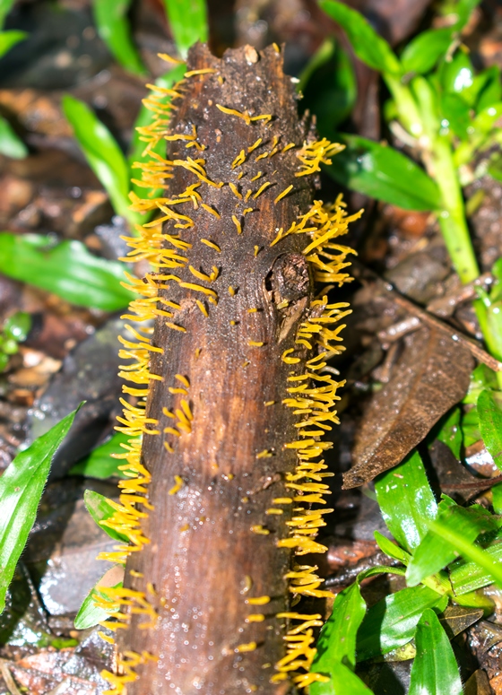 Calocera cornea