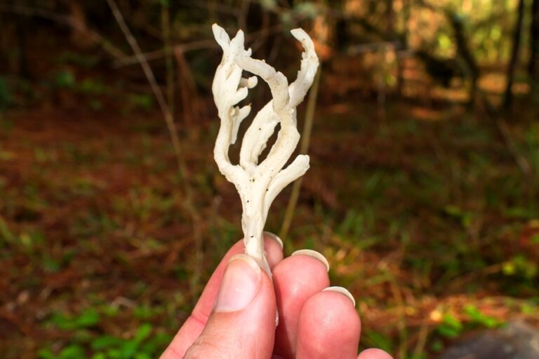 Clavulina rugosa | Fungo silvestre comestível