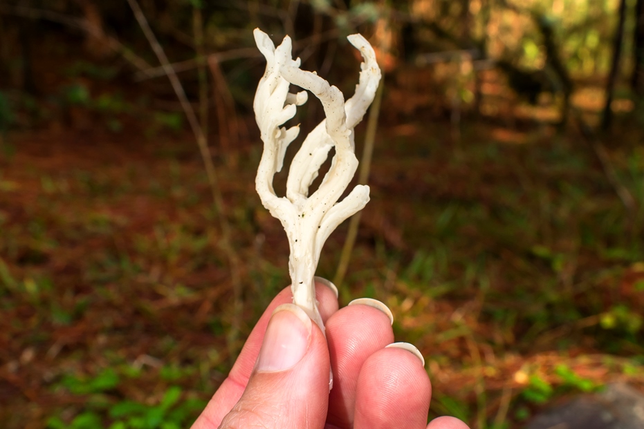 Clavulina rugosa | Fungo silvestre comestível