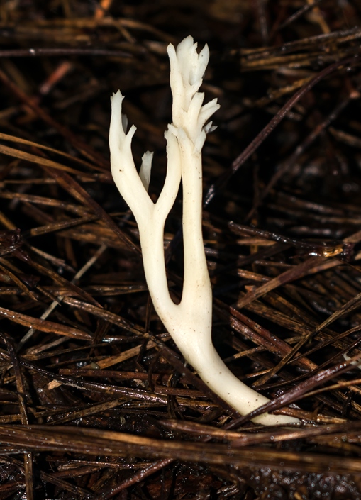 Clavulina rugosa