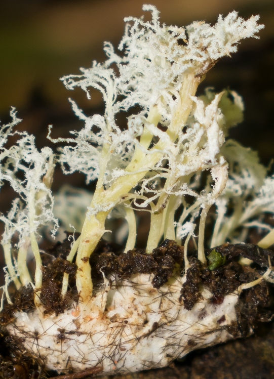 Cordyceps tenuipes