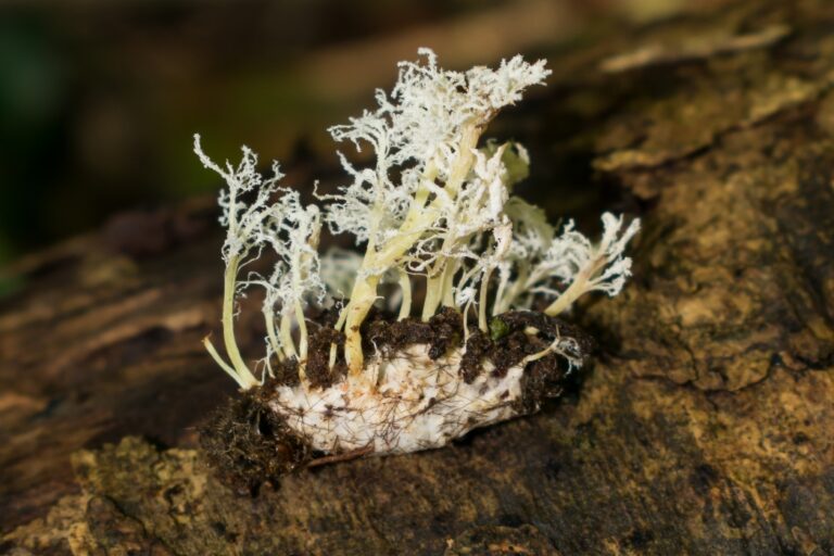 Cordyceps tenuipes | Fungo parasita de insetos