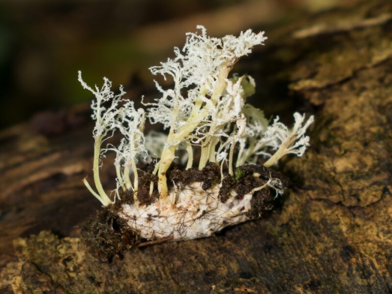 Cordyceps tenuipes | Fungo parasita de insetos