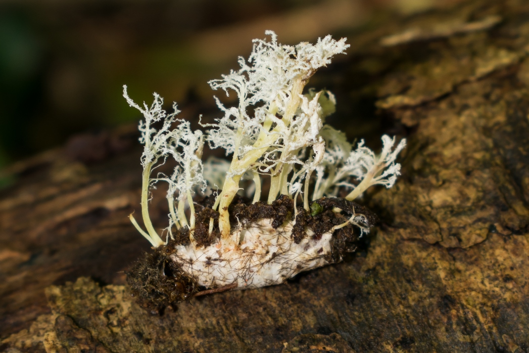 Cordyceps tenuipes | Fungo parasita de insetos