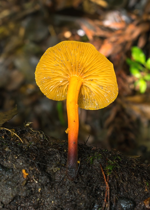 Heimiomyces tenuipes