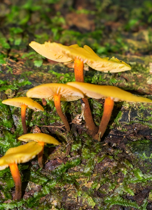 Heimiomyces tenuipes