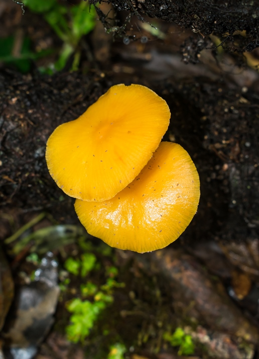 Heimiomyces tenuipes