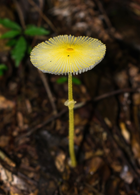Leucocoprinus fragilissimus