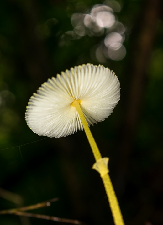 Leucocoprinus fragilissimus