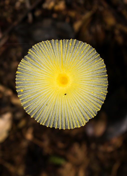 Leucocoprinus fragilissimus