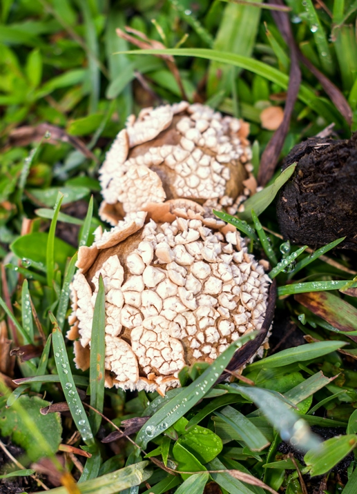 Lycoperdon marginatum