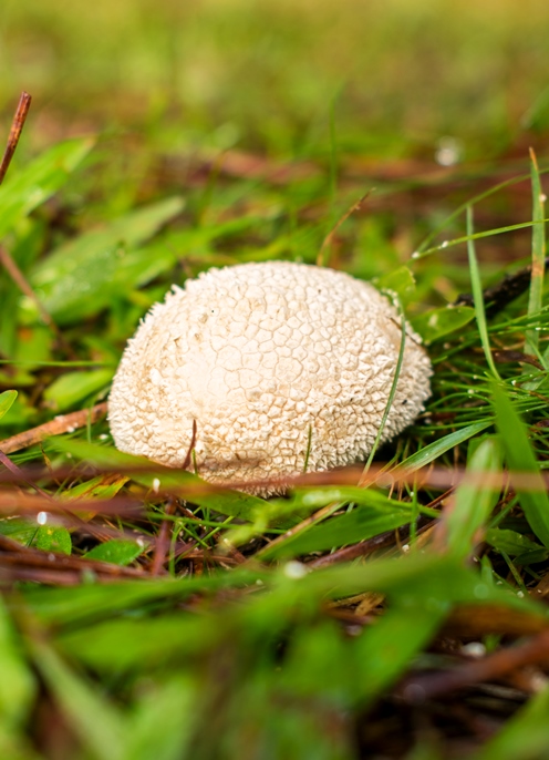 Lycoperdon marginatum