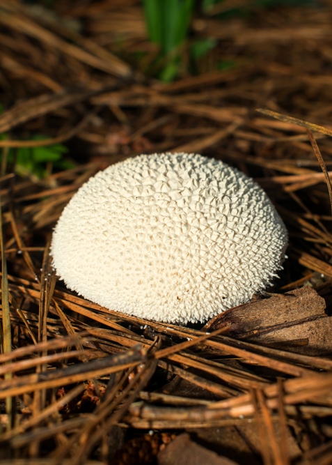 Lycoperdon marginatum