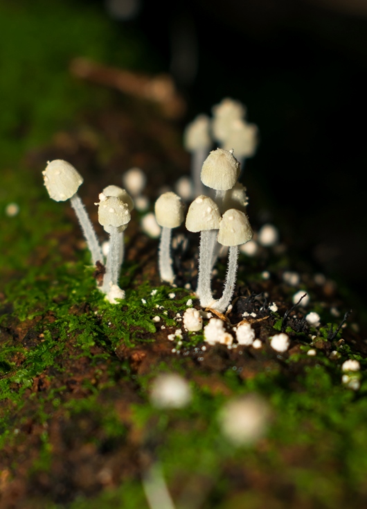 Mycena tenerrima