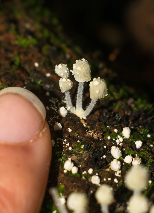 Mycena tenerrima