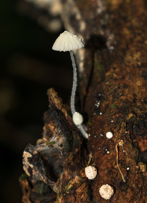Mycena tenerrima